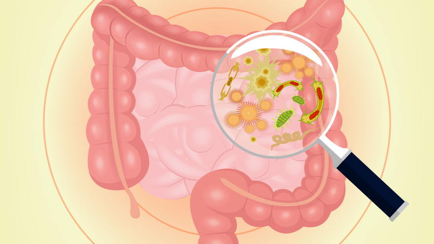 Comment reconstituer sa flore intestinale ? - Effinov Nutrition